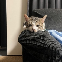 大切に育ててくれる方募集しています
