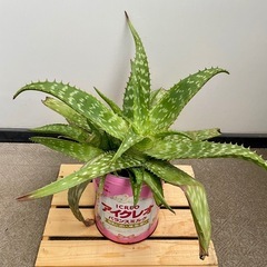 ③ 苦くない　食用アロエ　サポナリア　大苗　粉ミルクの缶に植えて...
