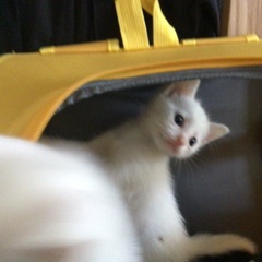 白の可愛い子猫