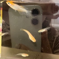 ミックスメダカ　10匹➕サービス　高級メダカ　改良メダカ　アクア...