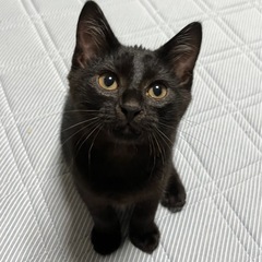 真っ黒のかわいい子猫♡3ヶ月男の子