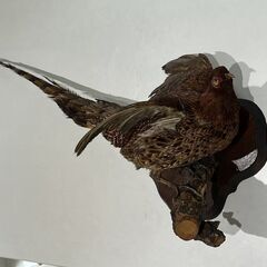 鳥（キジ）の剥製壁掛けタイプ (ドリーム) 大塚のインテリア雑貨