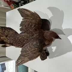 ヤマドリ剥製 壁掛け 鳥（キジ）の剥製壁掛けタイプ (ドリーム) 大塚のインテリア雑貨