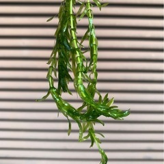 水草　オオカナダモ(別名アナカリス)　の画像