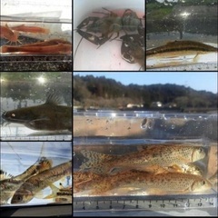 ⑭ 日淡・ガサガサ採集、フィッシング　　メンバー募集のお知…