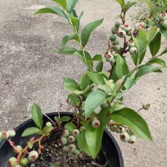 実付ブルーベリーの鉢植（その３）の画像