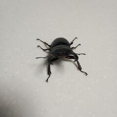 ヒラタクワガタ オス♂55mm(素人採寸)の画像