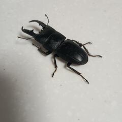 ヒラタクワガタ オス♂55mm(素人採寸)の画像