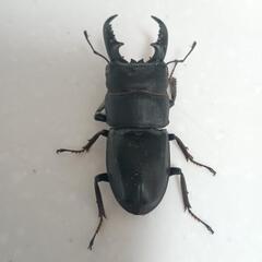 ヒラタクワガタ(奈良県産) 55mm(素人採寸)