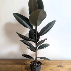 フィカス　ブルー・ルビー