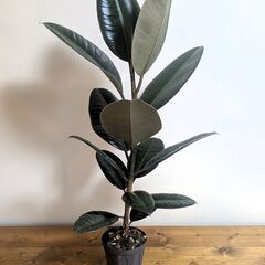 フィカス　ブルー・ルビーの画像