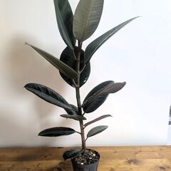 フィカス　ブルー・ルビーの画像