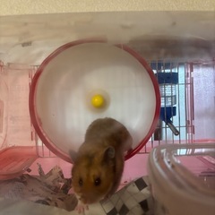 ハムスターの里親様募集します。