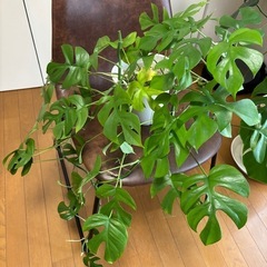 【観葉植物】姫モンステラ(6号)