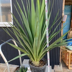 ユッカレクルビフォリア、約110cm、