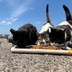個人で猫の保護活動をしております。