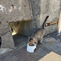 個人で猫の保護活動をしております。 - 鹿屋市