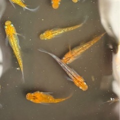 メダカ夜桜ゴールド【稚魚】の画像