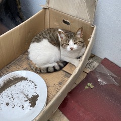 個人で猫の保護活動をしております。 − 鹿児島県