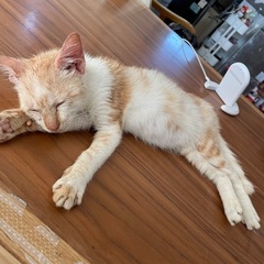 個人で猫の保護活動をしております。 - 買いたい/ください