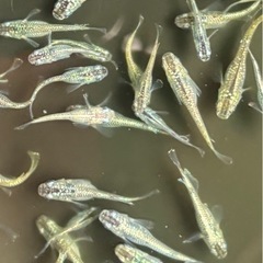 サボテンメダカ【稚魚】の画像