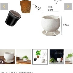 【観葉植物】ベゴニア マクラータ(3号)鉢付きの画像