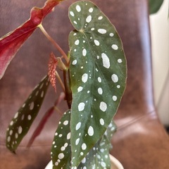 【観葉植物】ベゴニア マクラータ(3号)鉢付きの画像