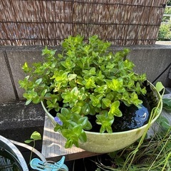 水草の画像