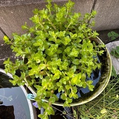 水草