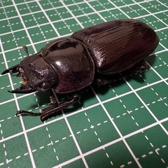 【新成虫】オオクワガタ♀（44.3mm）-30の画像