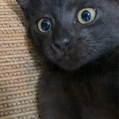ブラックスモークタビー猫＊黒豆くん3ヶ月＊