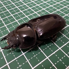 【新成虫】オオクワガタ♀（44.7mm）-16の画像