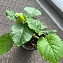 観葉植物　ウンベラータの画像