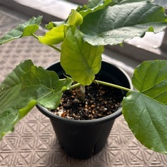 観葉植物　ウンベラータの画像