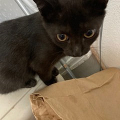 可愛い垂れ目の2ヶ月の黒猫＊あずきちゃん＊