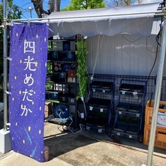 6月29日　四光めだか　めだか無人販売　横須賀市長井