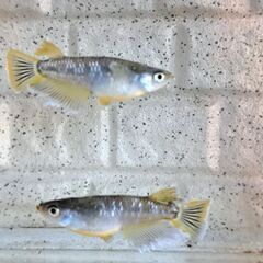 【メダカ】フロマージュキッシングワイドフィンの画像