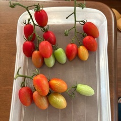 トマト🍅🍆ナス🥒きゅうり3点セットの画像