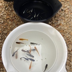 ミックスメダカ　30匹