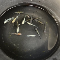 ミックスメダカ　30匹の画像