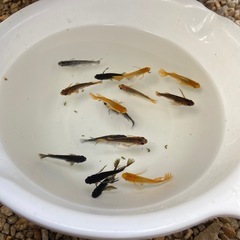 ミックスメダカ　30匹の画像