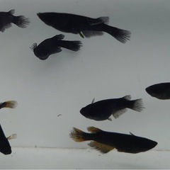 【決まりました】炎獄GOD　画像全ての画像