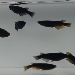 【決まりました】炎獄GOD　画像全ての画像