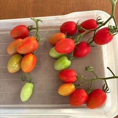 ふさ付きトマト🍅（アイコ）の画像