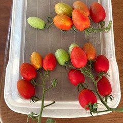 ふさ付きトマト🍅（アイコ）の画像