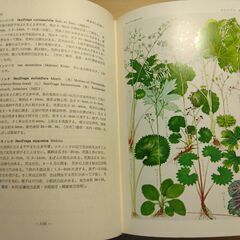 『原色日本植物図鑑（中）草本編Ⅱ・離弁花類』北村四郎・村田 源共著　保育社の画像