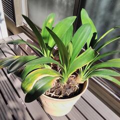 クンシラン (鉢植え付き)