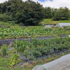 青空のもと野菜を栽培しよう。