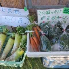 朝採り野菜6/29