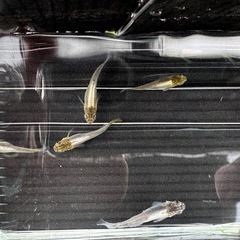 メダカ　鳳凰　２匹 1000円から